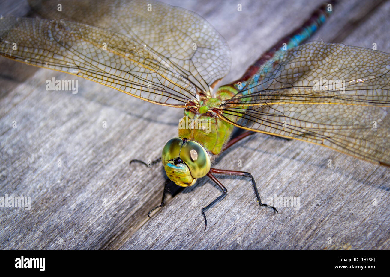Blu a forma di libellula imperatore Foto Stock