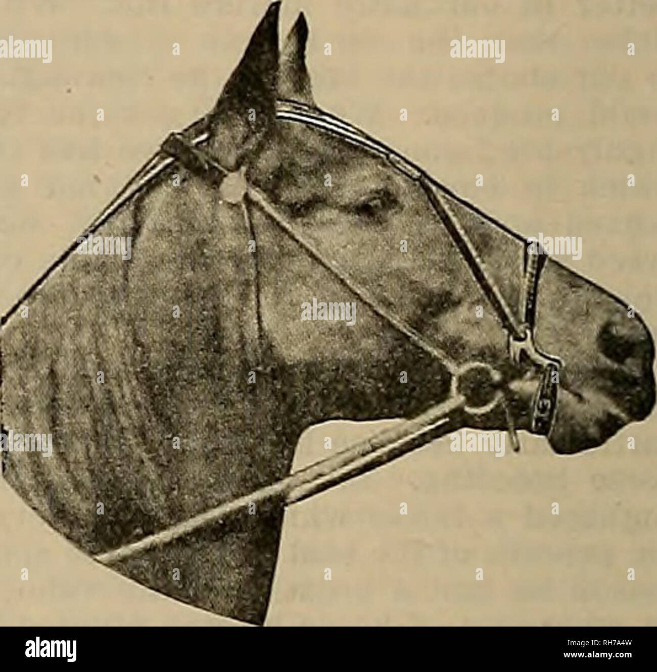 . Allevatore e sportivo. I cavalli. 12 IL COSTITUTORE E SPORTIVO [Sabato, 11 luglio. 1908. La Fattoria 1 persiano di pecore. Il Colonnello Charles Buonanotte del Texas, fondatore della famosa ranch con quel nome e il proprietario del più grande allevamento di agnelli persiani in America, dice che entro pochi anni sarà possibile excel Persia nella fabbricazione di canna fumaria mantelli dal puro-sangue agnello Pelli. Egli possiede quasi 200 tallone, molte delle quali sono a piena di prodotti ematici, e dichiara che tra i 114 diverse varietà di vegetazione cresciuta in questo paese il persiano agnello mangia 100 di essi. Segretario Rusk, sotto il primo Cleve- land Foto Stock