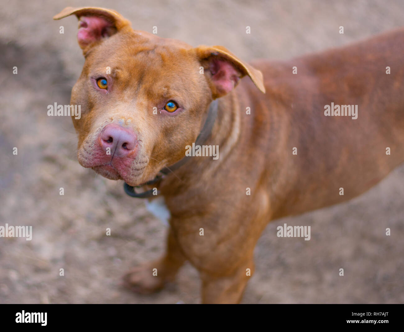 Dicono che i cani sono i migliori amici di mans, questi cani sono i migliori friend.beautiful e forti di tutti. Foto Stock