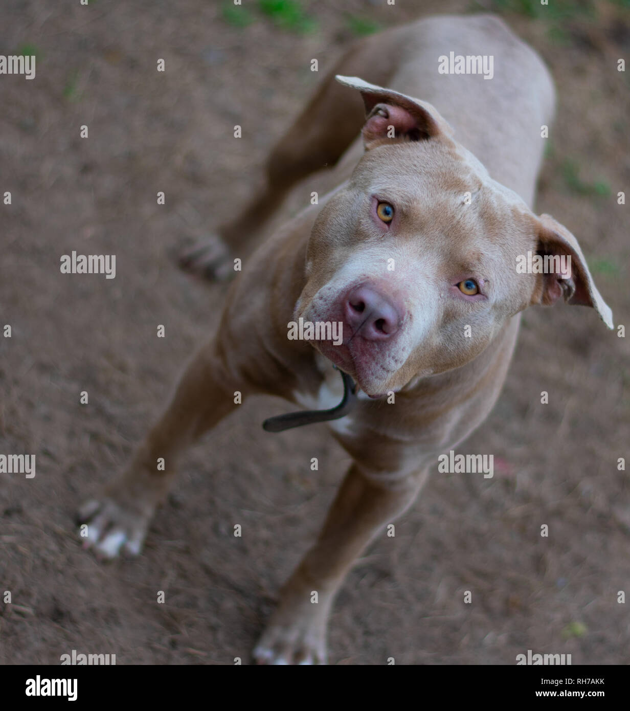 Dicono che i cani sono i migliori amici di mans, questi cani sono i migliori friend.beautiful e forti di tutti. Foto Stock