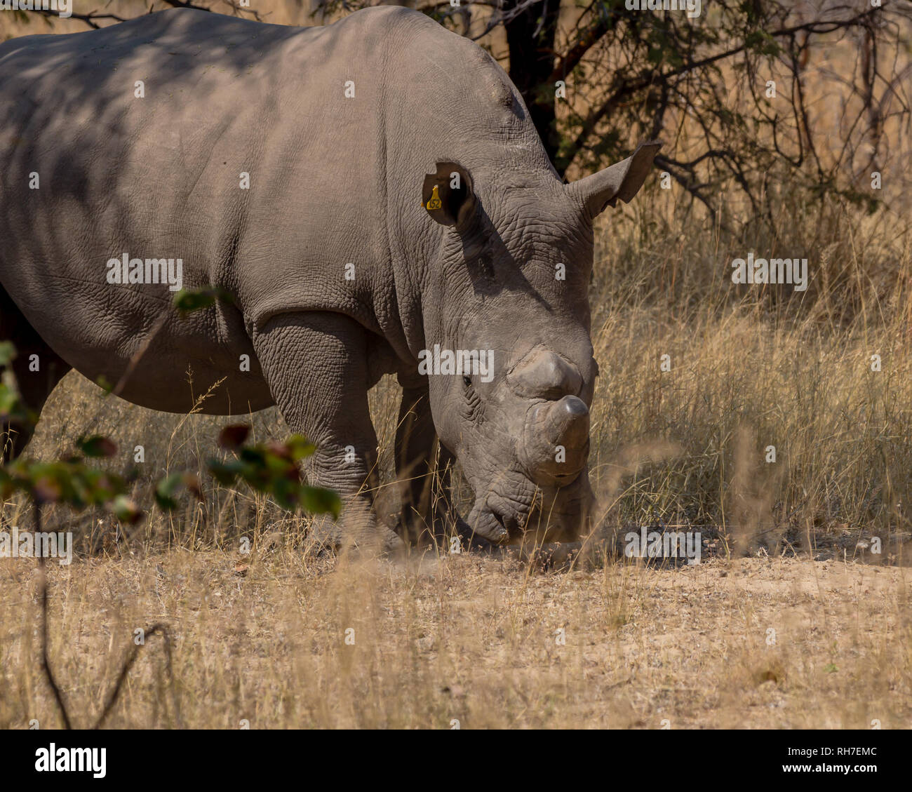 Matopos, Zimbabwe Foto Stock