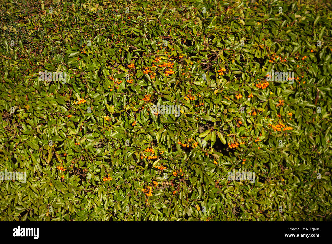 Foglia verde hedge con bacche rosse Foto Stock