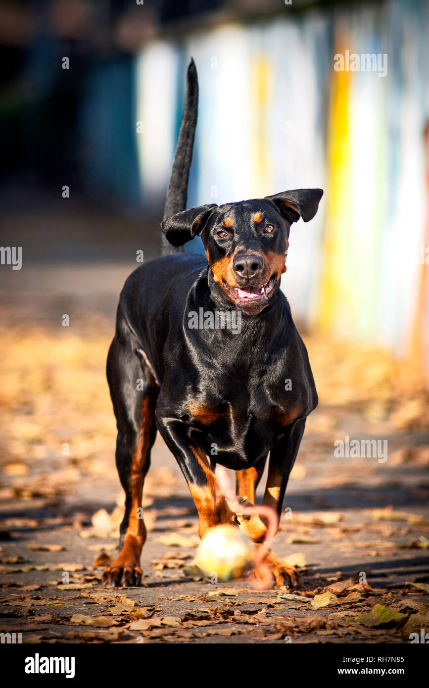 Dobermann pinshcer è acceso dopo una sfera su un marciapiede Foto Stock