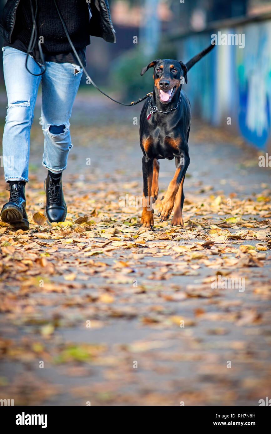 È una ragazza camminare il suo dobermann su un marciapiede, cane è al guinzaglio Foto Stock