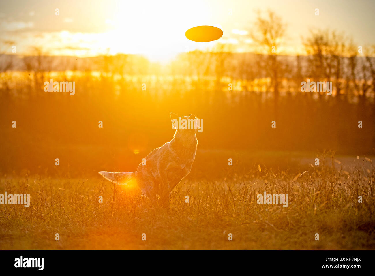 Un australiano bovini cane è in procinto di passare fino a prendere un frisbee, un bellissimo tramonto in background Foto Stock
