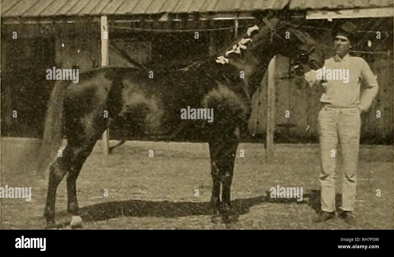 Allevatore E Sportivo I Cavalli 148 Ffilje Gveeirev Emettono Gfo Ctumatu Settembre 3 1898 Chi E M