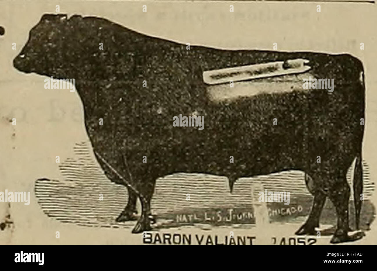 . Allevatore e sportivo. I cavalli. Poplar Grove Farm di allevamento. Il barone VAUftNT unsz "s X -STRAUBE titolare. • Polling purosangue ADgus e bovini Shorthorn e altamente- allevati cavalli trotto. ir informazioni adAresa i.r"-ull su S. N.RTRAUKK oh sopra. Nessun problema per mostrare cicogna intendlngpar-. 92 OS. Si prega di notare che queste immagini vengono estratte dalla pagina sottoposta a scansione di immagini che possono essere state migliorate digitalmente per la leggibilità - Colorazione e aspetto di queste illustrazioni potrebbero non perfettamente assomigliano al lavoro originale. San Francisco, California. : [S. n. ] Foto Stock