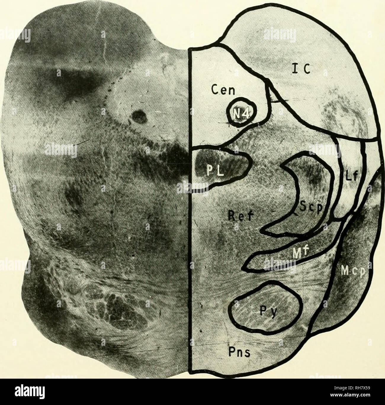 . Il cervello di scimmia all uomo; un contributo allo studio dell'evoluzione e sviluppo del cervello umano. Il cervello; evoluzione; Pongidae. 174 i primati inferiore per il senso dell'udito. Questa struttura nella marmoset mostra un alto grado di sviluppo che possono essere adottate per indicare un senso uditivo avente ancora una folta rappresentanza a questo livello inferiore nel cervello. Qui, come a. FIG. MARMOSET. Livello del COLLICULUS inferiore. CEN, centrale di materia grigia; ic, inferiore Colliculus, lf, filetto laterale; MCP. Con peduncolo cerebrale medio; MF, filetto mediale; N4, Trocleare nervo; pl, posteriore longitud Foto Stock