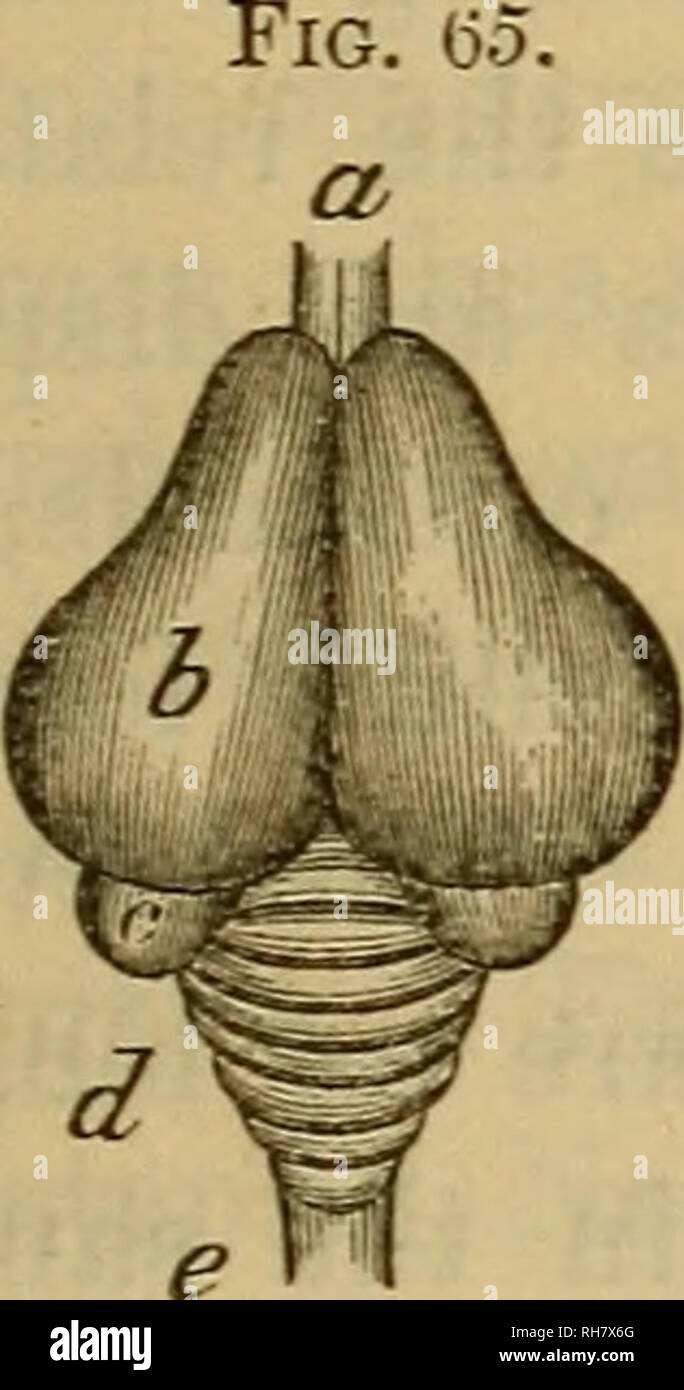 . Il cervello come un organo della mente. Il cervello; il pensiero e la filosofia; cervello. Cap. IX.] e di BlUDS 133 ' sjd^ian') sempre riconoscibile nel cervello dei mammiferi superiori. La cavità entro ciascuno dei lobi cerebrali- rispondendo alle ' ventricoli laterali ' del cervello umano* -è comparativamente grande e sporgente dalla parte anteriore e la parte esterna del pavimento di ciascuna di esse vi è un'eminenza generalmente ammessa per corrispondere al ' striato' nel cervello dell'uomo e dei mammiferi in generale. Le pareti interne dei ventricoli laterali sono sottili e quasi a contatto uno con l'altro. Esse costitui- st Foto Stock
