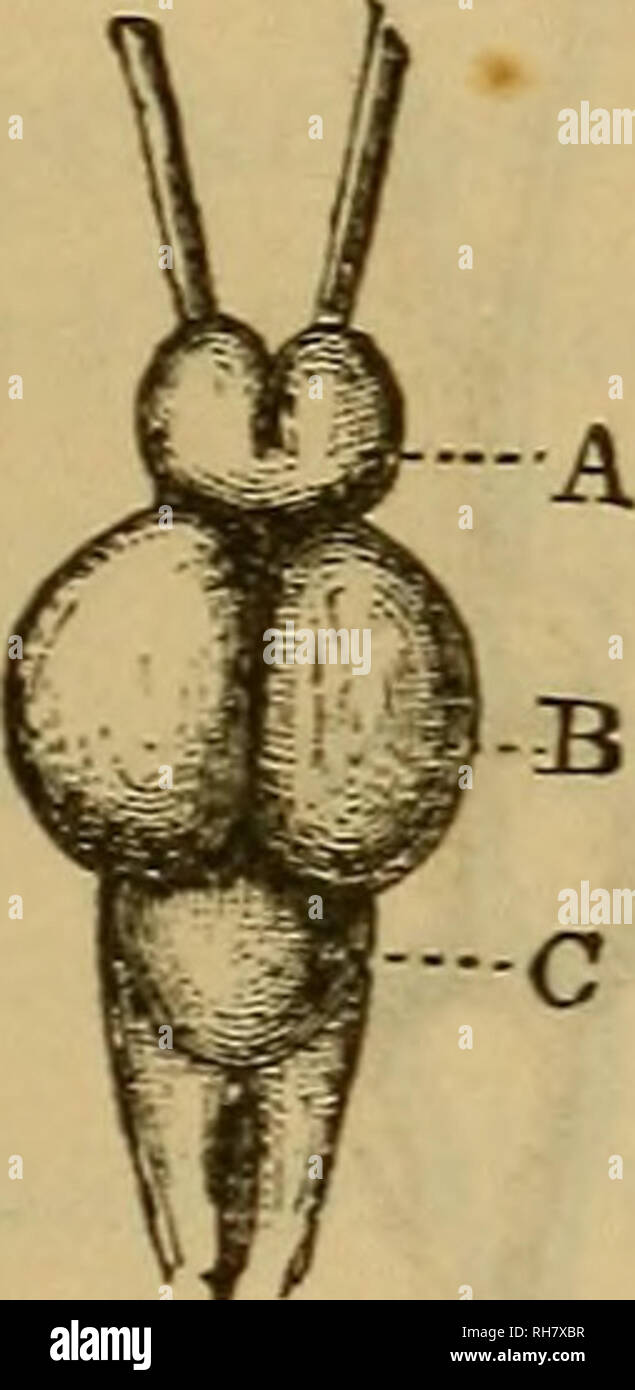 . Il cervello come un organo della mente. Il cervello; il pensiero e la filosofia; cervello. Cap. YIII.] e di anfibi. 117 * hypoaria." Questi organismi ai-e ben sviluppato nel pesce persico, e nel Cod (figg. 51, 57). Il loro uso è onu- noti ed è notevole il fatto che essi sono strutture peculiari per il cervello di pesci. In connessione con i lobi di ottiche ci sono anche due peculiari strutture, una al di sopra e al di sotto di, noto come il ' pineale' e '' ipofisi corpi (figg. 53, s; 60, 3, e). Nella parte anteriore dell'ottica lobi sono già uomini- fig. 52. Fig. 53.. Si prega di notare che queste immagini vengono estratte dalla scansione Foto Stock