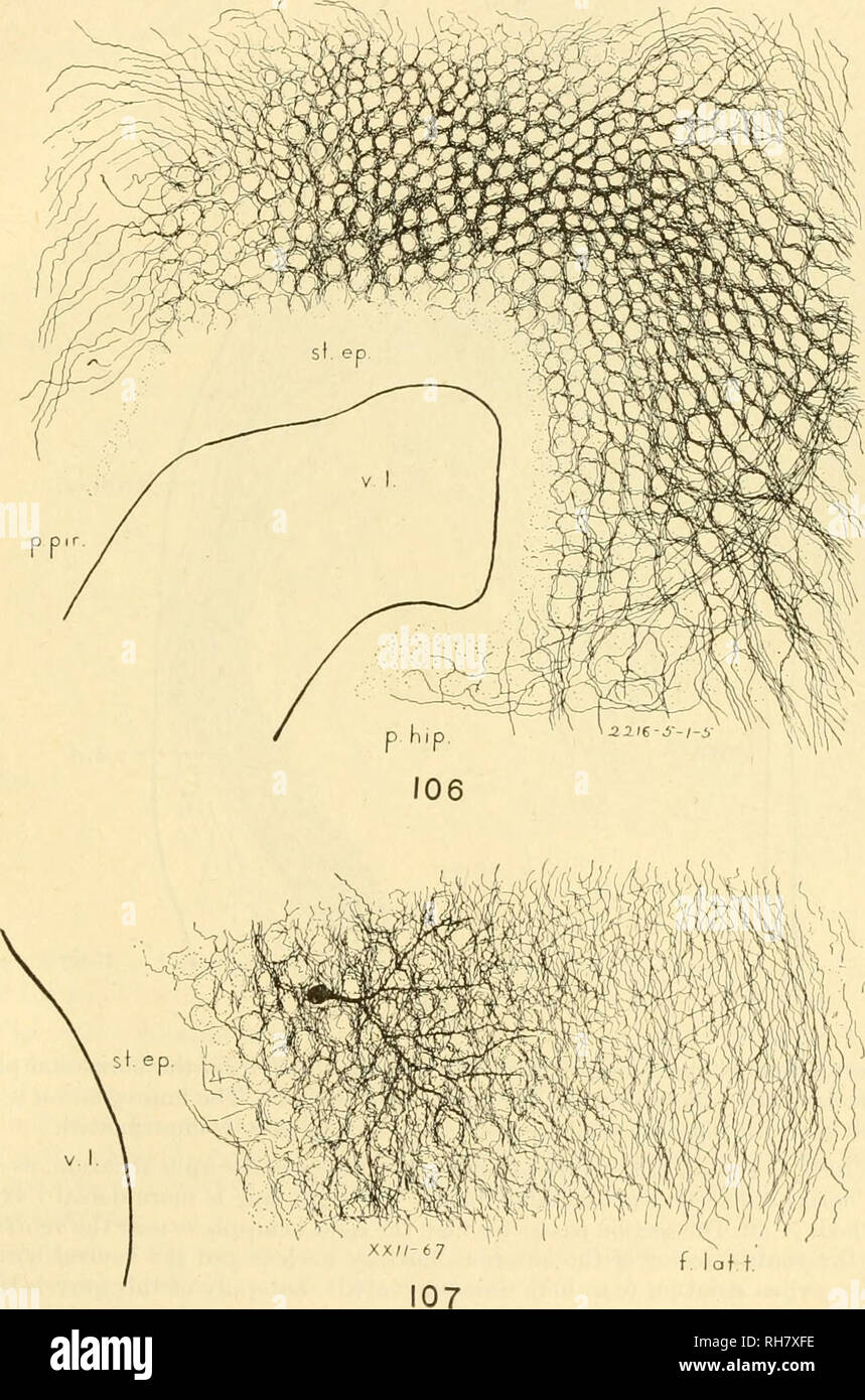 . Il cervello del tiger salamander, Ambystoma tigrinum. Il cervello; Ambystoma. Le illustrazioni 383 Fig. 105.-Semidiagrammatic una sezione orizzontale attraverso il bordo dorsale del bulbo olfattivo e dorsale del settore dell'anteriore nucleo olfattivo dell'adulto. X 50. Il bordo mediale (a destra) è leggermente inclinato ventralmente. Lo schema è basato su sezioni di un singolo speci- uomini. I dettagli nella foto sono stati tutti osservati, ma il montaggio è un .vista schematica composi- zione ('34, fig. 1). La struttura istologica del bulbo olfattivo come visto in sezioni orizzontali è mostrato nella figura 110. La figura Foto Stock