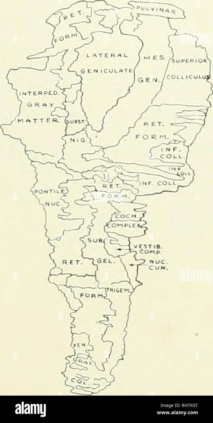 . Il cervello di scimmia all uomo; un contributo allo studio dell'evoluzione e sviluppo del cervello umano. Il cervello; evoluzione; Pongidae. FIG. 66. La superficie laterale del grigio ALATTER dello stelo cerebrale, TARSIUS SPECTRUM. Kev a diagramma, coch. complesso Complesso cocleare; inf. coll.. Colliculus inferiori; interped. la materia grigia, Interpenduncular materia grigia; mes. gen. Geniculate mediale corpo; nuc. cun., nucleo Cuneatus; pontile nuc. Pontile nuclei; ret. form.. Formazione Reticolare; sub. gel. trigem.. Substantia Gelatinosa Trigcmini; subst. nig., substantia nigra; ven. grigio col.. Grigio ventrale colonna; Foto Stock