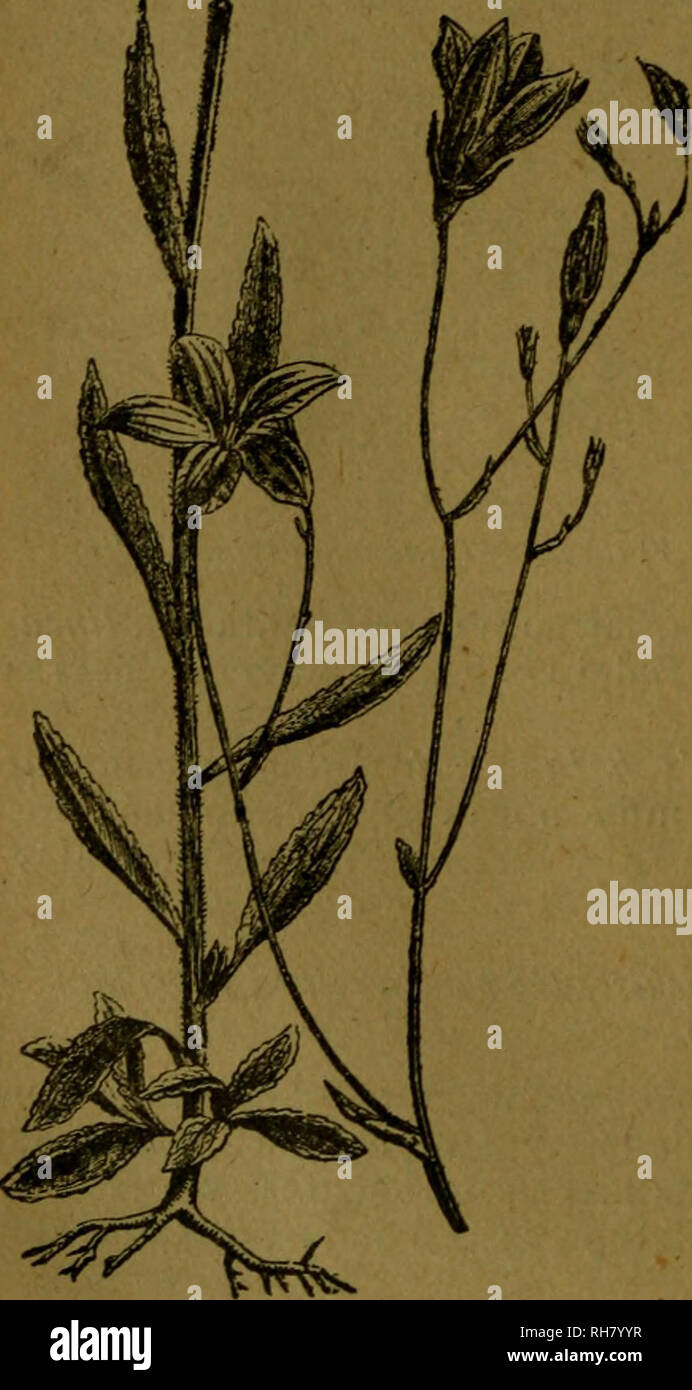 . Botánica descriptiva. Compendio de la flora española. Estudio de las plantas que viven espontáneamente en España y de las más frecuentemente cultivadas que tienen aplicaciones en medicina, agricultura, industria y horticultura. Piante. 344 CAMPANULÁCEAS dondeadas y las caulinares ovales o romboideas, todas con dientes grandes y agudos; flores pequeñas; lacinias calicinales alesnadas, más largas que el tubo déla corola; ésta ancha. Fl. verano. Pirineos Cantábricos. 7.985. C. adsurgens Lev.-^. Difiere por sus hojas obtusamente festo- nadas y lacinias calicinales cortas más que la corola. Fl. j Foto Stock