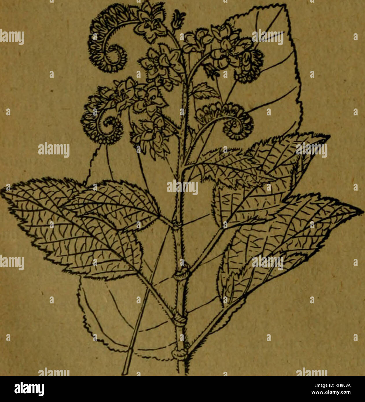 . Botánica descriptiva. Compendio de la flora española. Estudio de las plantas que viven espontáneamente en España y de las más frecuentemente cultivadas que tienen aplicaciones en medicina, agricultura, industria y horticultura. Piante. r^ 312 HIDROFILACEAS 7.779. A. undulata ^-^. Cespitosa; hojas estrechas, sinuado-dentadas trinerviadas, agudas; cabezuela grande y brácteas blancas, brillantes agudas las exteriores; mayores, oblongas, con margen blanca y ancha las interiores; lóbulos del cáliz con arista larga: corolas grandes blancas y. Fl. junio. Sierra Morena. 7.780. A. villosa Gzrd. -^. Foto Stock