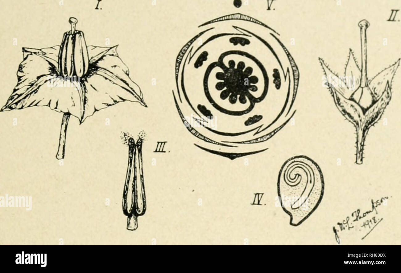 . La botanica della pianta vivente. La botanica. Appendice A 529 oltre la curva stami, così vi è un probabiUty di cross-polUnatiou dalle visite da umile-API, ma il fiore non è altamente specializzato. (37) La patata {Solanum tuberosum, L.) è una pianta erbacea che si riproduce da tuberi (Fig. 138, p. 185)." Ma comunemente anche fiori in infiorescenze cymose, che sono senza brattee. I fiori delle varietà coltivate sono atti a mostrare anomalie. La struttura normale è • V.. Fig. 435. Solanum tuberosum. I. fiore. Esso. pistillo e persistente del calice. III. stame con dehi poroso Foto Stock