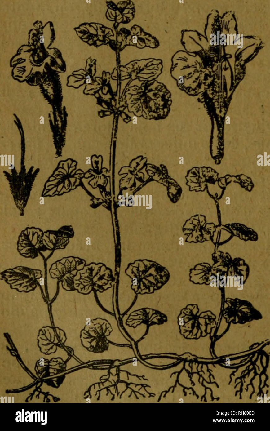 . Botánica descriptiva. Compendio de la flora española. Estudio de las plantas que viven espontáneamente en España y de las más frecuentemente cultivadas que tienen aplicaciones en medicina, agricultura, industria y horticultura. Piante. ;'-&Gt;'^ 280 B, Cimas muItif loras densas, brevemente pedunculadas 7.510. N. nuda L.-"^. Hojas todas sentadas o las inferiores apenaspecio- ladas, oblongo-acorazonadas, festonadas; cáliz con los dientes iguales; corola blanca o azulada, 2-3 veces mayor. Fl. junio-julio. Ambas Castillas. 7.511. N. latifolia DC.-^. Hojas grandes, anchas, aovado-lanceoladas Foto Stock