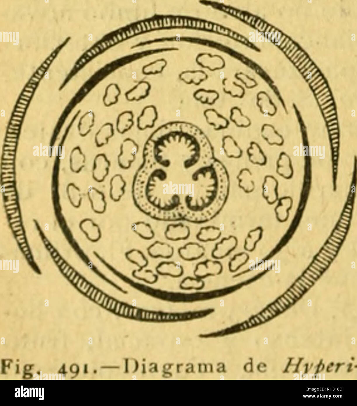 . BotÃ¡nica descriptiva. Compendio de la flora espaÃ±ola. Estudio de las plantas que viven espontÃ¡neamente en EspaÃ±un y de las mÃ¡s frecuentemente cultivadas que tienen aplicaciones en medicina, agricultura, industria y horticultura. Piante. 328 hipericÃ¡ceas *4.55o. iC MarÃ-nelos Correa.â¡). Tronco de 9-10, con spine axilares, solitarias o geminadas, muy fuertes; hojas con puntos translÃºcidos, con 3 foliÃ³las oblongas, adelgazadas en punta curva, festonadas, y generalmente desiguales; flores grandes, blancas; fruto esfÃ©rico, deprimido, ovoideo o pi- riforme, con la ct)rteza lisa y dura, Foto Stock