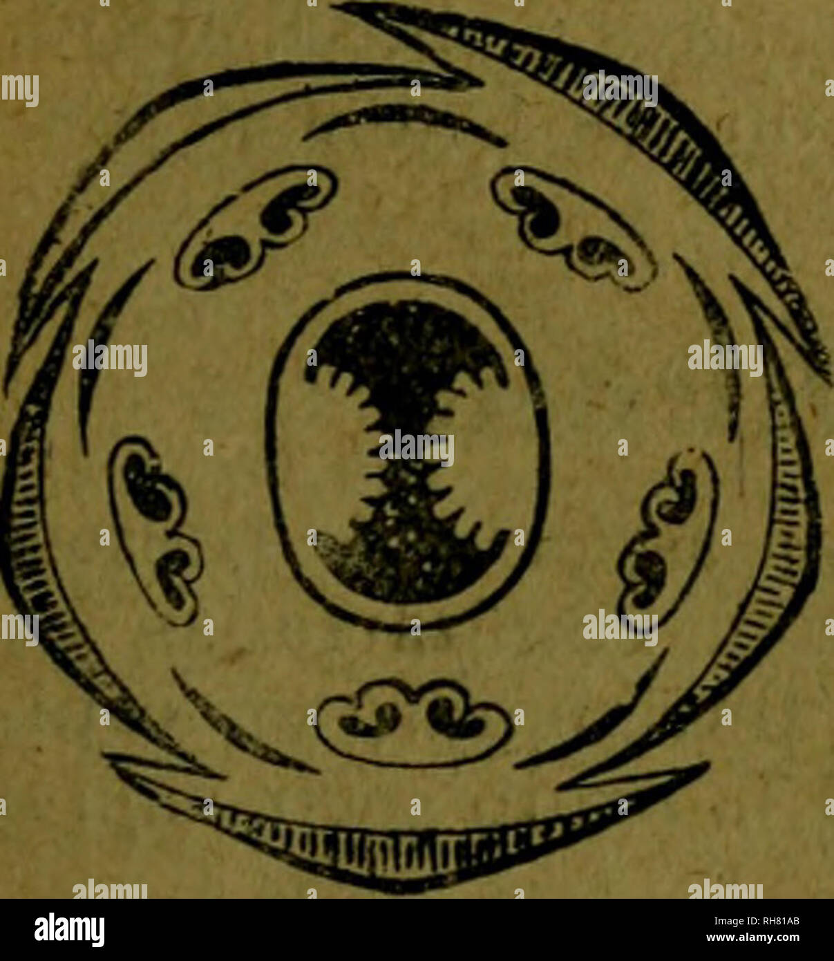. Botánica descriptiva. Compendio de la flora española. Estudio de las plantas que viven espontáneamente en España y de las más frecuentemente cultivadas que tienen aplicaciones en medicina, agricultura, industria y horticultura. Piante. GARRYA 173- * 6.710. C. mas L.-5. Se distingue por sus flores precoces, cimas in- volucradas, sus pétalos aiQarillos y sus drupilanios rojos, más grandes y co- mestibles. Fl. marzo. Cornejo macho. Centro y SE. de Europa. Se usó como fe- brífugo antidiarreico y. *6.7J I. C. alba L.-^. Corteza roja en invierno; hojas anchas, ovales, pubescentes, blancas por el e Foto Stock