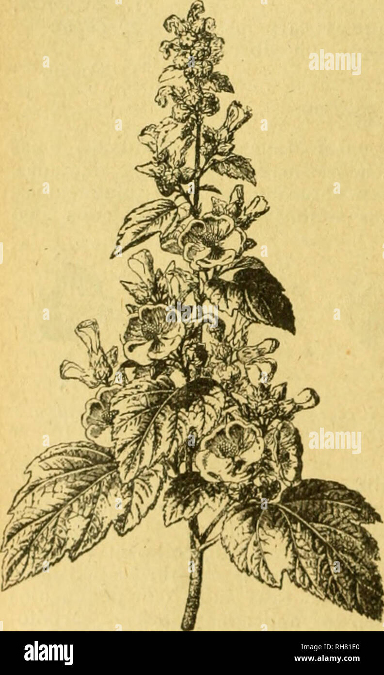 . BotÃ¡nica descriptiva. Compendio de la flora espaÃ±ola. Estudio de las plantas que viven espontÃ¡neamente en EspaÃ±un y de las mÃ¡s frecuentemente cultivadas que tienen aplicaciones en medicina, agricultura, industria y horticultura. Piante. 320 MALVXCEAS SecciÃ³n 2.": Olbia 4.516. L, Olbia ^â â^- SuÃ-ruticosa, con tallos de 3-6', rojizos y tomen- tosos: hojas inferiores con 5 y las superiores con 3 lÃ³bulos, el mediano pro- longado, las florales lanceoladas, enteras o biella lobulitos dos en su mitad in- ferior; flores grandes; var. genuÃ-na, pelos cortos, estrellados; 7)Ar. hispida, pelos Foto Stock