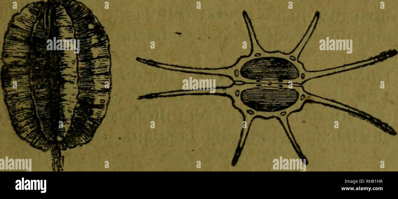 . BotÃ¡nica descriptiva. Compendio de la flora espaÃ±ola. Estudio de las plantas que viven espontÃ¡neamente en EspaÃ±un y de las mÃ¡s frecuentemente cultivadas que tienen aplicaciones en medicina, agricultura, industria y horticultura. Piante. grandes; involucro e involucrillo Fig, 746.â Thapsia Garganica. ordinariamente multifoliados; umbela ancha, con las flores blancas o rosadas. A. Hojas ternaiisectas 6.687. L. gummiferum Desf. {Margotia gummi/era Lge.) (Fig. 747.)â ^. Muy lampiÃ±a, con parete tallo erguido, de 6-11"; hojas radicales con contorno acorazonado, palmeado - tri- partidas, con los segm Foto Stock