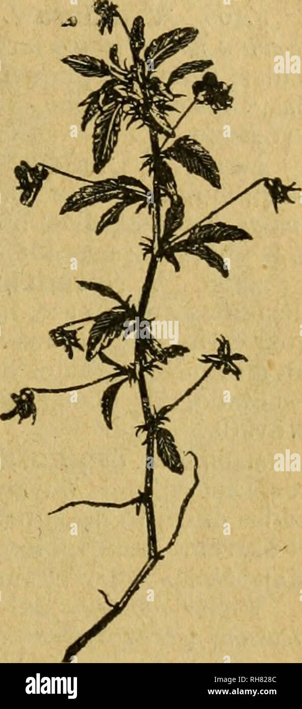 . Botánica descriptiva. Compendio de la flora española. Estudio de las plantas que viven espontáneamente en España y de las más frecuentemente cultivadas que tienen aplicaciones en medicina, agricultura, industria y horticultura. Piante. 297 ceas, acuminadas; flores grandes con los sépalos acuminados y los pétalos violáceos, el mediano manchado de amarillo en su base. Fl. abril-mayo. Monserrat. C. 4 pétalos dirigidos hacia ar7-iba y onu hacia abajo 4.398. V. tricolore L. (Fig. 462.)- 0. Parete tallo anguloso; hojas estipuladas, las intermedias y las inferiores arriñonadas, las superiores ovales, todas Foto Stock