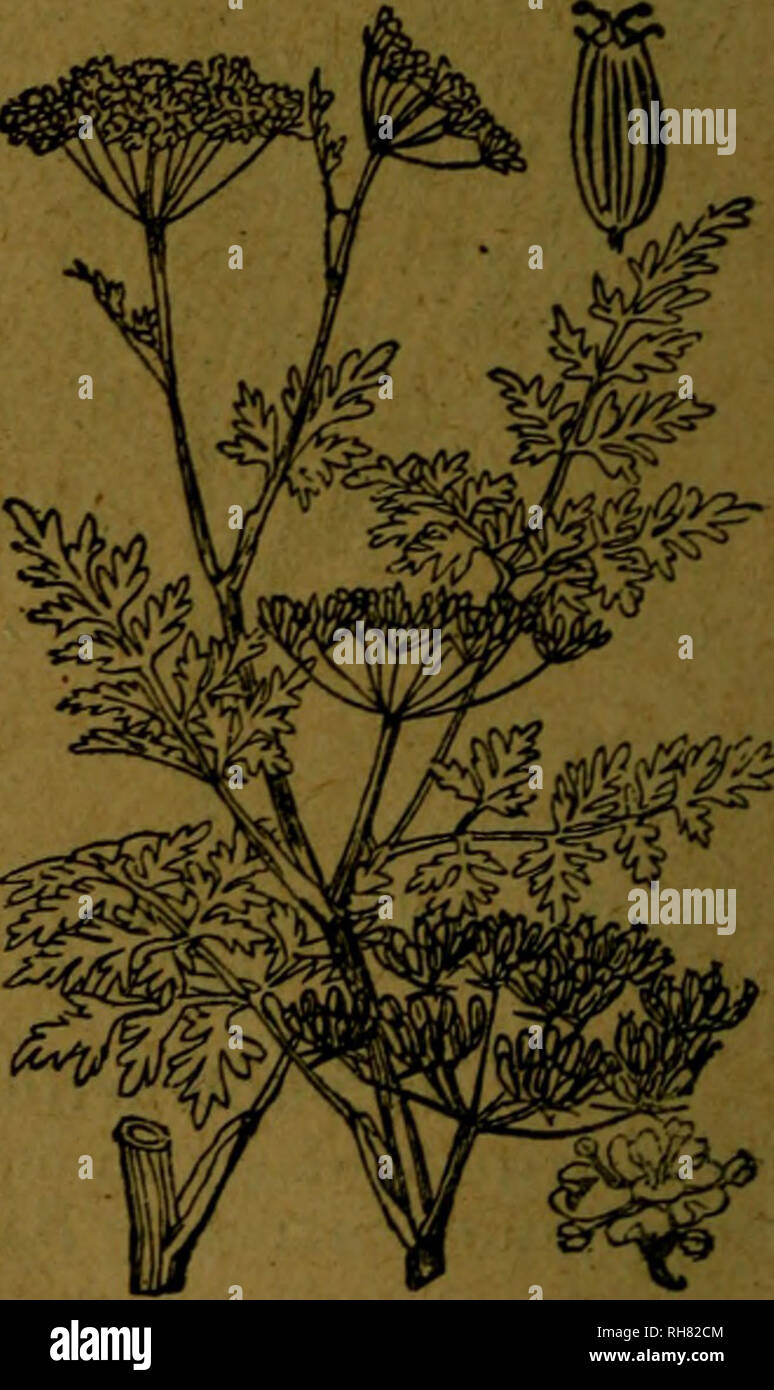 . Botánica descriptiva. Compendio de la flora española. Estudio de las plantas que viven espontáneamente en España y de las más frecuentemente cultivadas que tienen aplicaciones en medicina, agricultura, industria y horticultura. Piante. 719.- Diaquenio entero y cortado canc (Enante Phellandrium. A. Umbelas fructíferas grandes, nessun globosas 6.486. CE. Phellandrium Lam. (Fig. 720.)-^. Fibras radicales ñlifor- mes; parete tallo de 5-20', con ramas ñstulosas, asurcadas y raices en los nudos in- feriores; hojas con los segmentos muy estrechos; involucro nulo o de pocas brácteas; flores peque- ñas, blancas; Foto Stock
