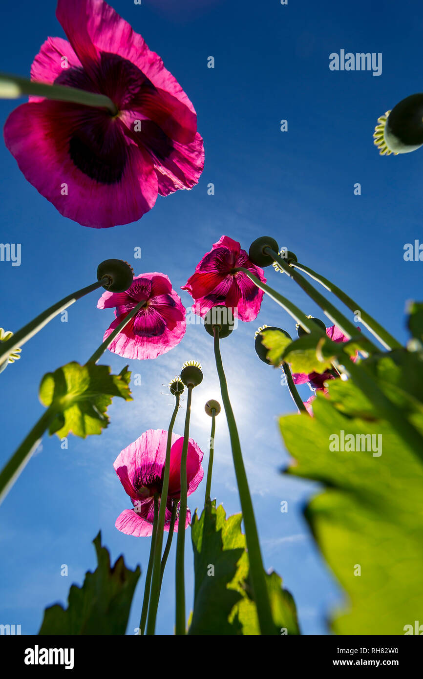 I papaveri da oppio Papaver somniferum impressionata contro il sole e cielo blu. Foto Stock