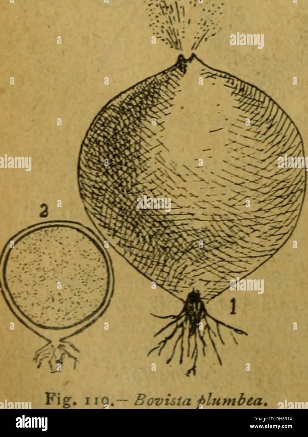 . Botánica descriptiva. Compendio de la flora española. Estudio de las plantas que viven espontáneamente en España y de las más frecuentemente cultivadas que tienen aplicaciones en medicina, agricultura, industria y horticultura. Piante. Fig. II8-Bavista gigantea. en masas piramidales; base estéril persistente, en forma de copa después de la madurez. Primavera otoño y. Cuesco de lobo,cagajnrra, cagada de cigüeña. En toda España. El polvo esporífero se usa como hemostático, igualmente que el de otras especies; práctica antihigiénica. I 1.437. L. hirtum 5////.-Apeonzado, casi mamelonado, de 2&QUOT Foto Stock