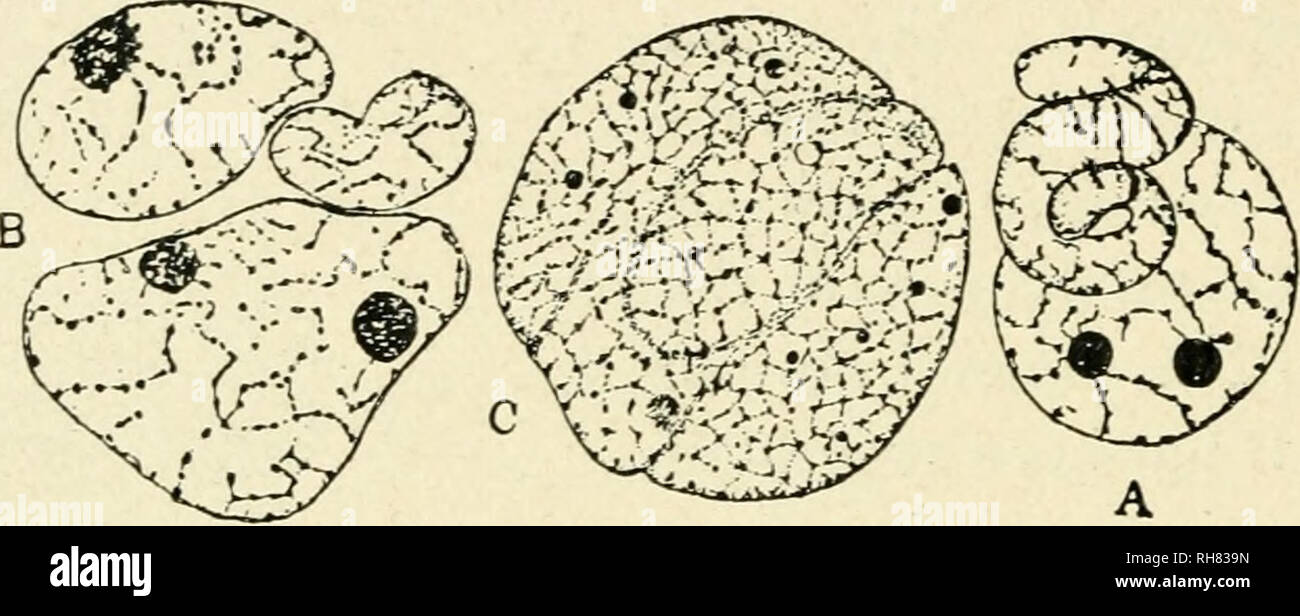 . La botanica della pianta vivente. La botanica. 27^ botanica della pianta vivente l atto di fertilizzazione in maggiore è la fioritura delle piante è quindi un doppio uno, coinvolgendo l'ovulo e la centrale di fusione-nucleo da un lato e due i gameti maschili sull'altro. I nuclei del gamete maschile e Ovum sono entrambi aploidi, essendo cellule del gametofito generazione, derivata da spora-madre-cellule che hanno subito la riduzione. La fusione dei gameti ripristina il numero originale di cromosomi. Il nucleo dello zigote è diploide e che la cellula diploide proviene il germe di nuovo. La centrale di fusione-nucleo Foto Stock
