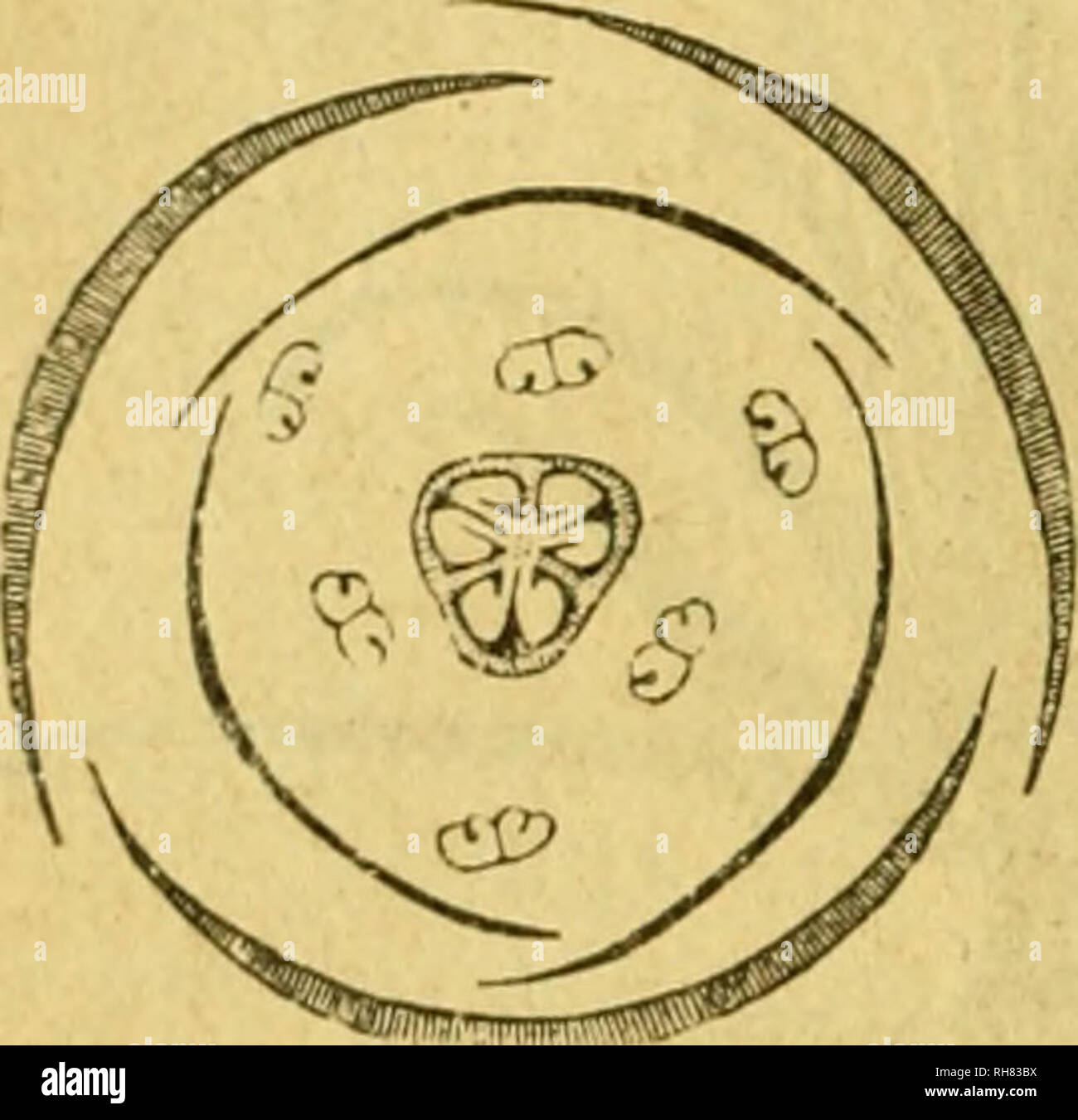 . Botánica descriptiva. Compendio de la flora española. Estudio de las plantas que viven espontáneamente en España y de las más frecuentemente cultivadas que tienen aplicaciones en medicina, agricultura, industria y horticultura. Piante. '74 AMARII.IDACKAS. centes con parete tallo sencillo (Fourcroya) o ramificado. Las hojas todas radicales en los Tres primeros tipos, figlio generalmente envainadoras, cintiformes o, por lo menos, enteras y rectinervias, a veces grandes y punzantes y más o menos crasas (Agave, Fourcroya), alguna vez carnosas {Agave), muy rara vez pecioladas. Flores hermafroditas, casi si Foto Stock