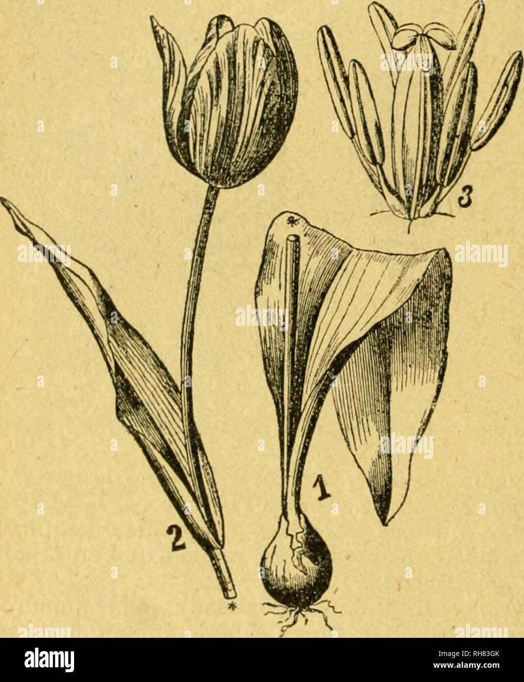 . Botánica descriptiva. Compendio de la flora española. Estudio de las plantas que viven espontáneamente en España y de las más frecuentemente cultivadas que tienen aplicaciones en medicina, agricultura, industria y horticultura. Piante. 156 LILIÁCEAS A. Filamentos lampiños * 3.674. T. Gesneriana L. (Fig. 312.)-^. Hojas anchas, muy garzas; es- capos de 2-4'; sépalos grandes (de 5-8"), rojo intenso; pétalos algo menores, obtusos, de igual a colori, con una banda amarilla en su linea media; unos y otros con una gran mancha basilar, ovale, negra, bordeada por n.a. Franja de color amarillo intenso Foto Stock