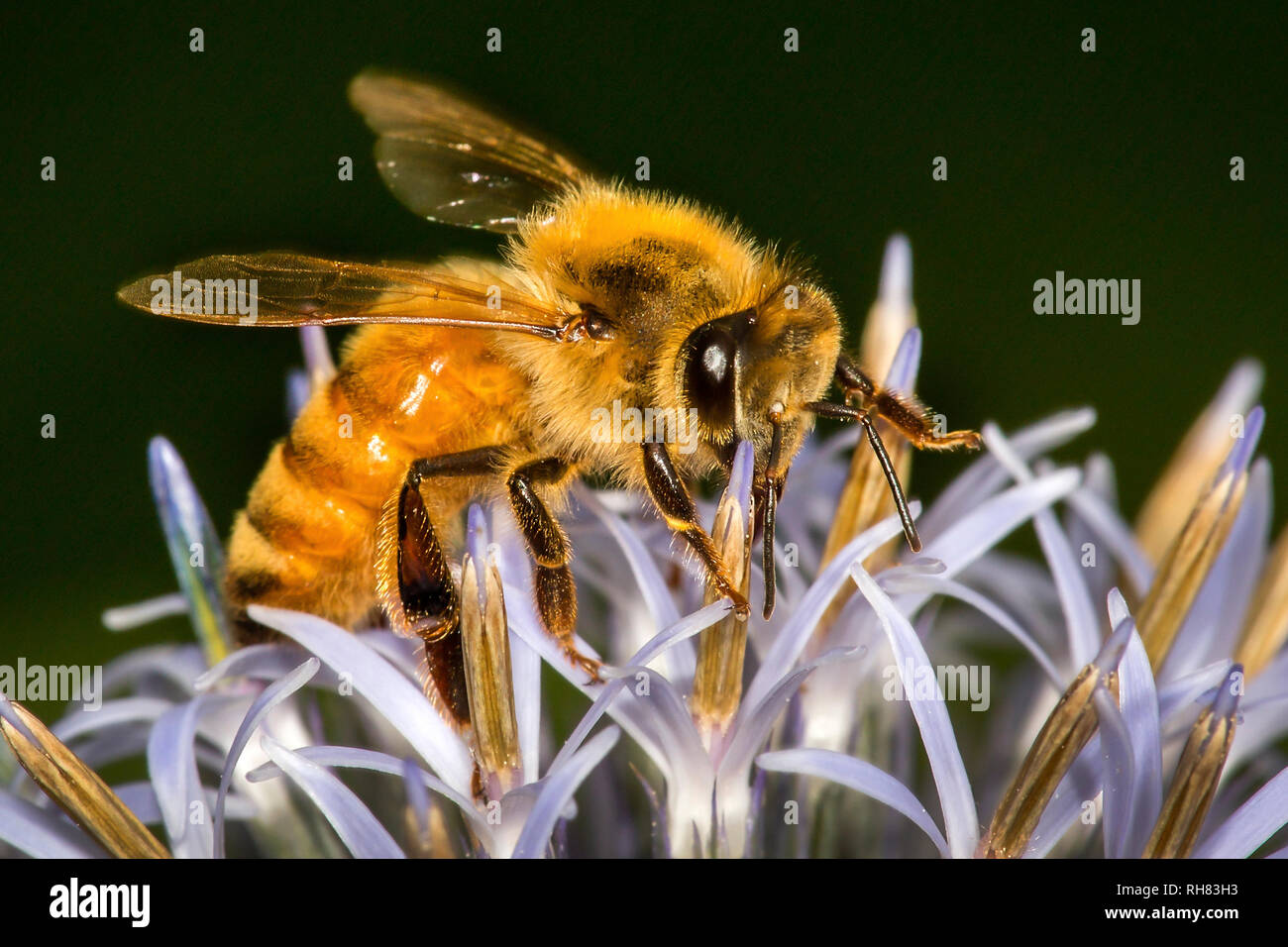 Il miele delle api raccogliendo il nettare da Echinops ritro fiori Foto Stock