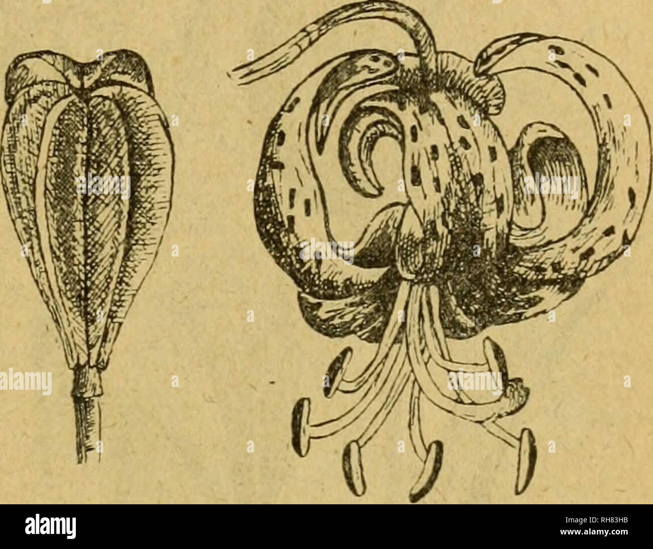 . Botánica descriptiva. Compendio de la flora española. Estudio de las plantas que viven espontáneamente en España y de las más frecuentemente cultivadas que tienen aplicaciones en medicina, agricultura, industria y horticultura. Piante. 15: sas, las superiores prolongadas en hojas lanceoladas, originando n.a. roseto dehojis radicales; las hojas están caulinares esparcidas y figlio lanceoladas, y las superiores ovales; racimo de Flores blancas, alguna vez con estrías rojas, acampanadas; anteras grandes y amarillas; estilo con tres surcos. Fl. en junio. Azucefta cotnún. Siria e Palestina; cultivada. Foto Stock