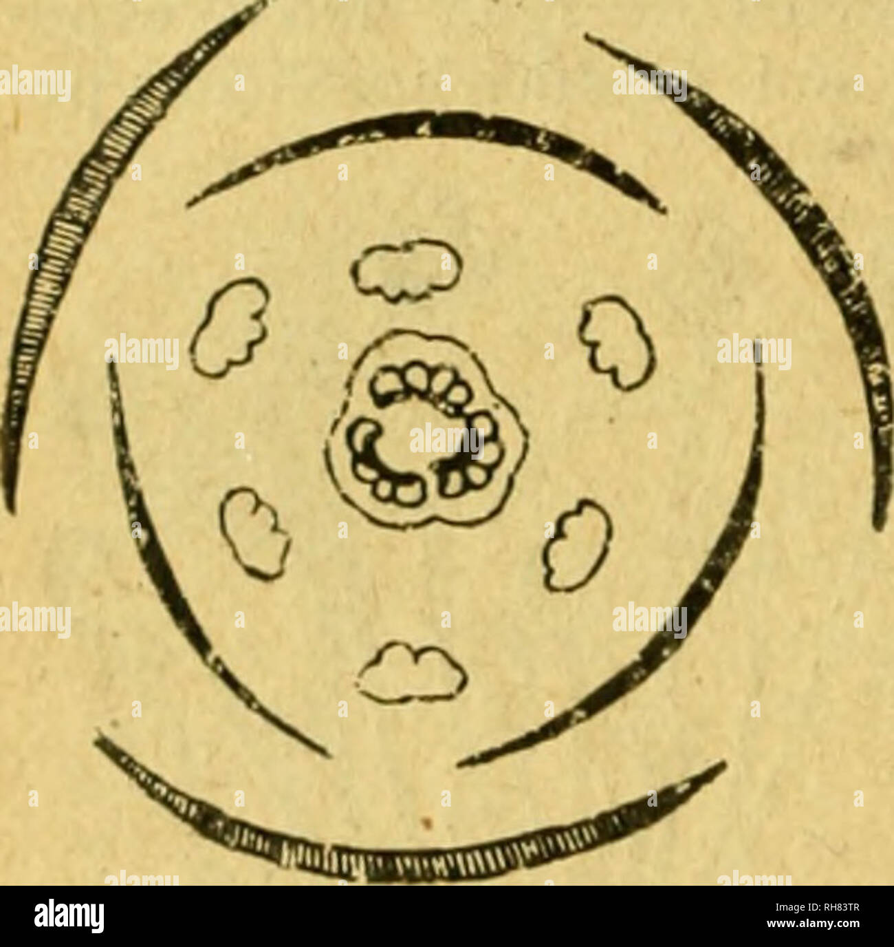 . Botánica descriptiva. Compendio de la flora española. Estudio de las plantas que viven espontáneamente en España y de las más frecuentemente cultivadas que tienen aplicaciones en medicina, agricultura, industria y horticultura. Piante. 144 COLCHICACEAS limbo casi labiado, siendo los pétalos más anchos y el superior sindaco; es- tambres desiguales. * 3.628. E. azurea Kunth.-ü^. Hojas carnosas, redondeadas, con pe- cíolos inflados, vejigosos, sobre onu flotante rizoma con ramillas plumosas; espiga erguida, con flores grandes, azules, aterciopeladas exteriormente. Fl. verano. América Del Sur. * 3. Foto Stock