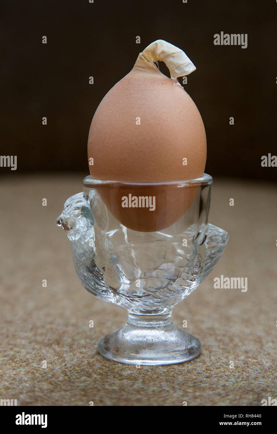 RARA IMMAGINE DI UN UOVO DI GALLINA CON RESTI DELLA GHIANDOLA CONCHIGLIA (UTERO) ATTACCATA Foto Stock