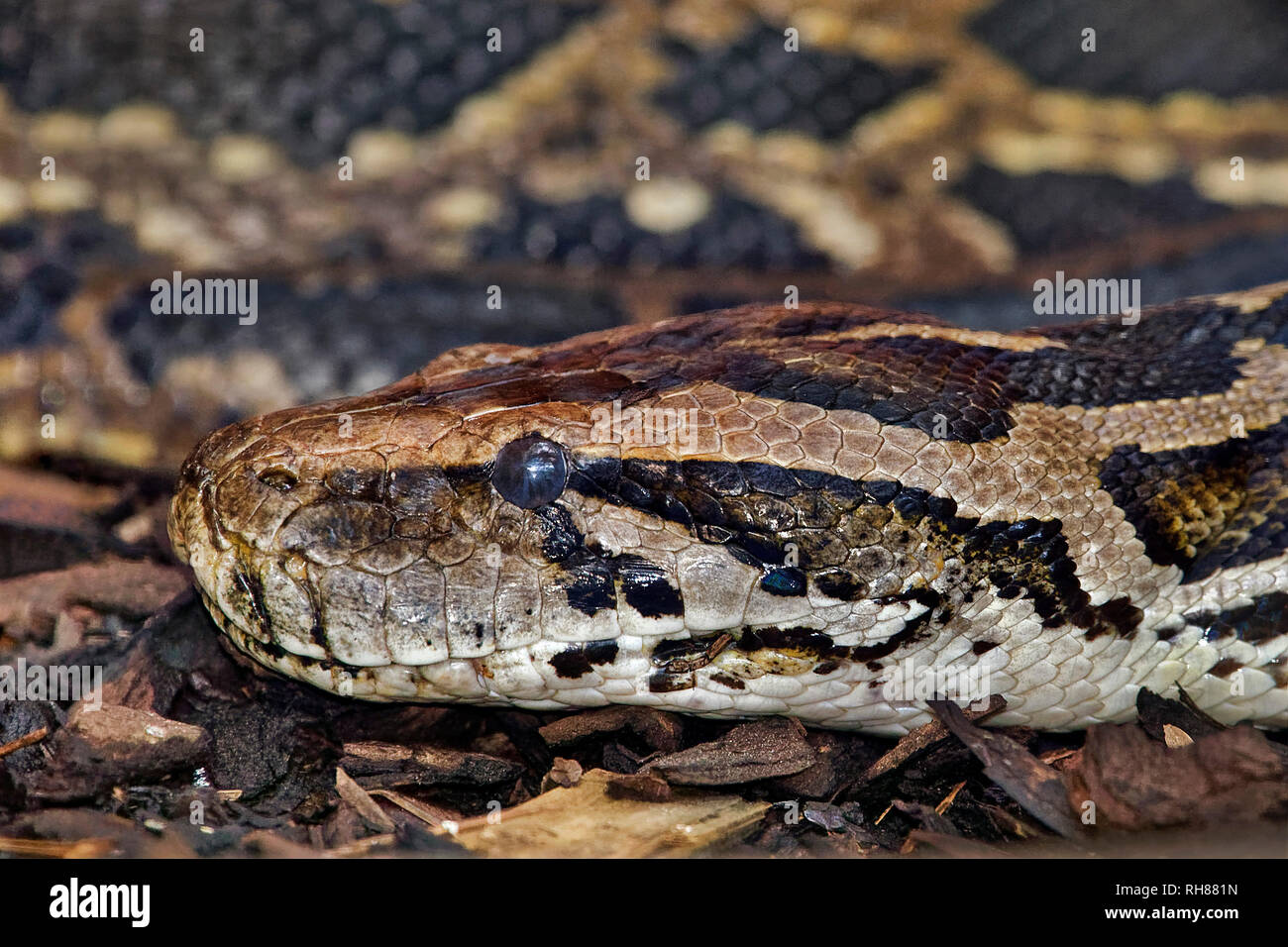 Burmese Python - Python molurus bivittatus Foto Stock