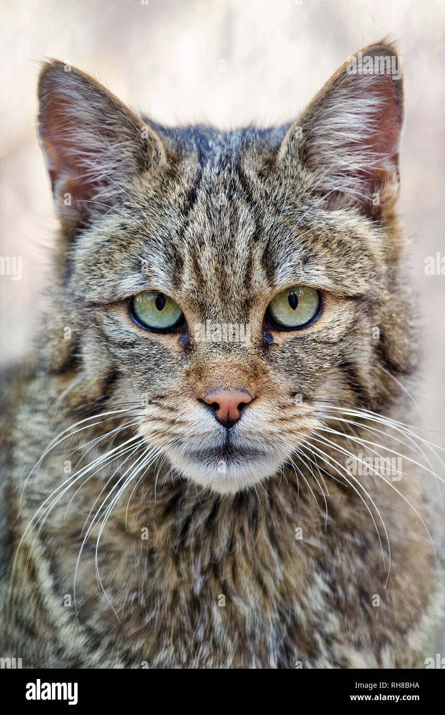 Gatto selvatico europeo - Felis silvestris Foto Stock