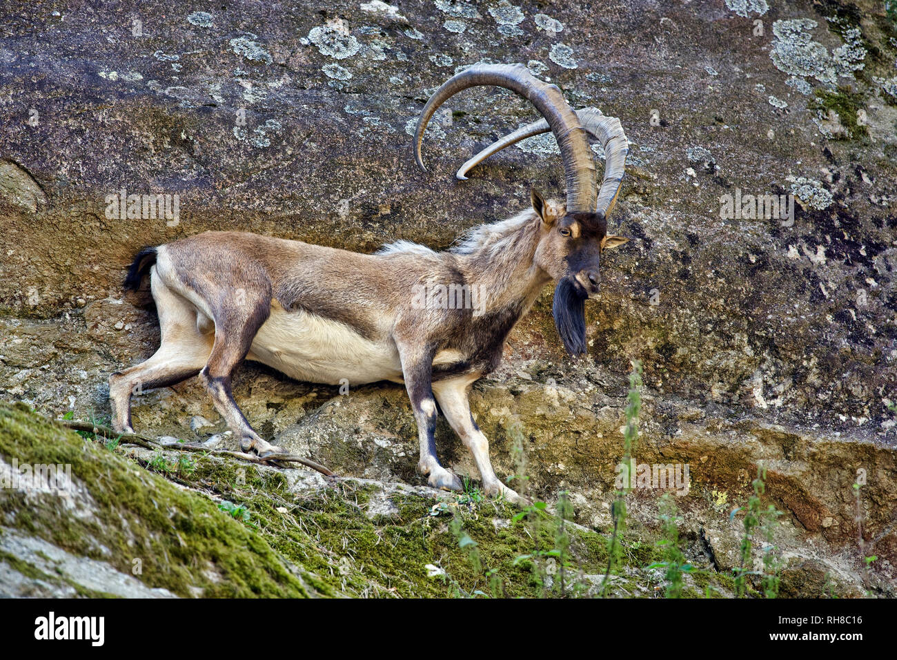 Stambecco - Capra ibex Foto Stock