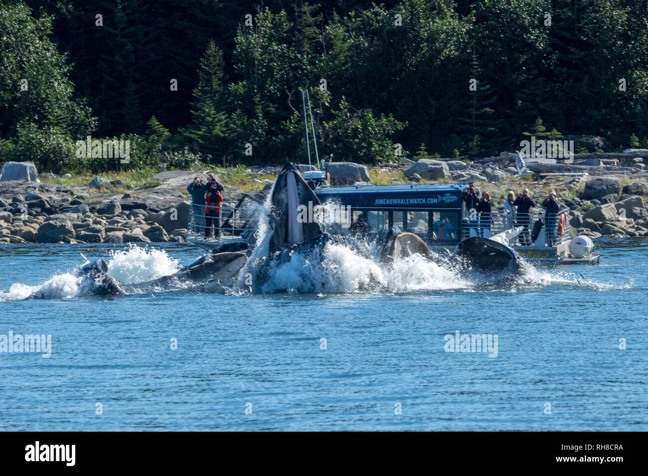 Famosa bolla net alimentazione delle balene megattere nel passaggio interno vicino a Juneau Foto Stock