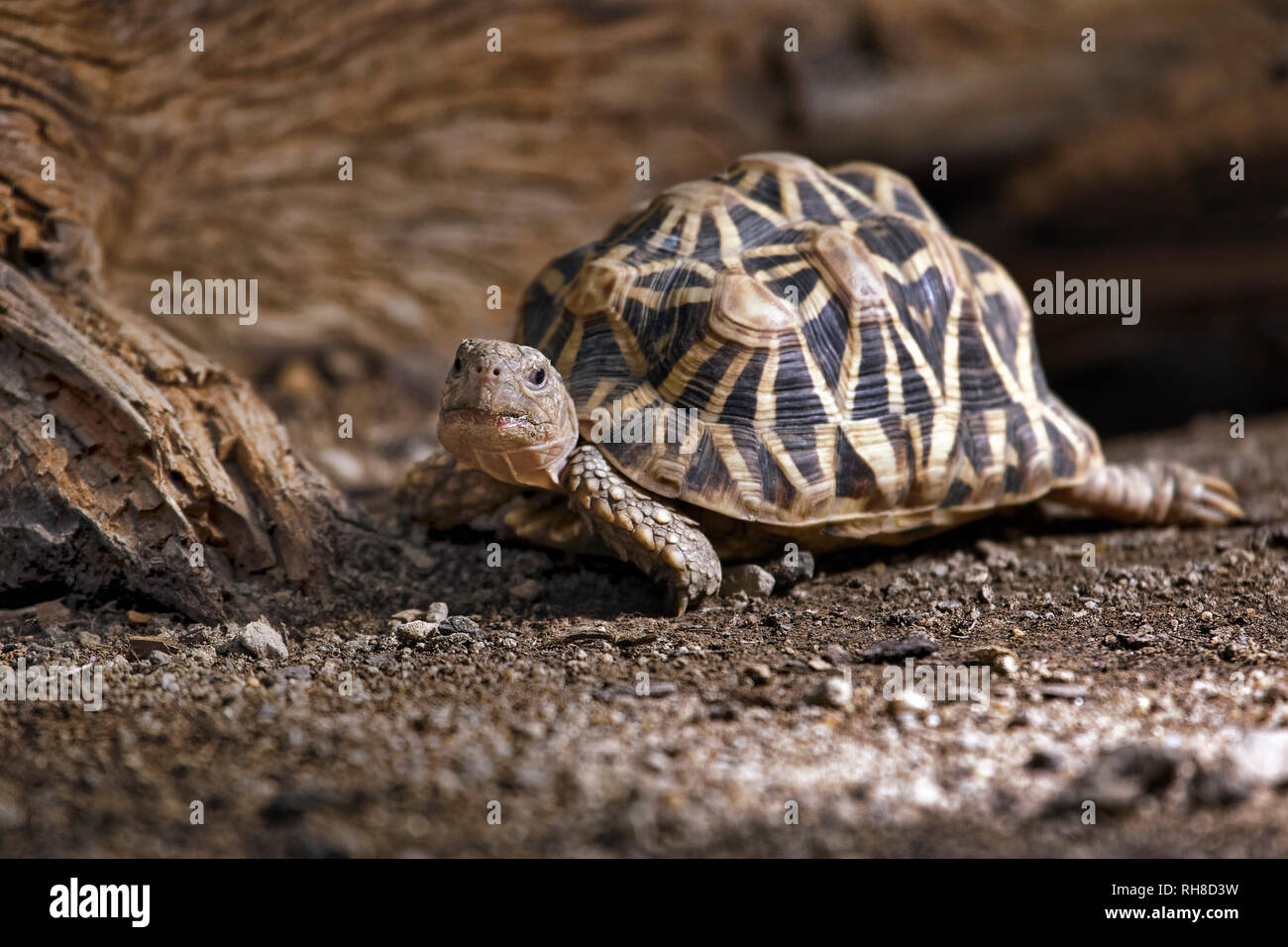 Indian star - tartaruga Geochelone elegans Foto Stock