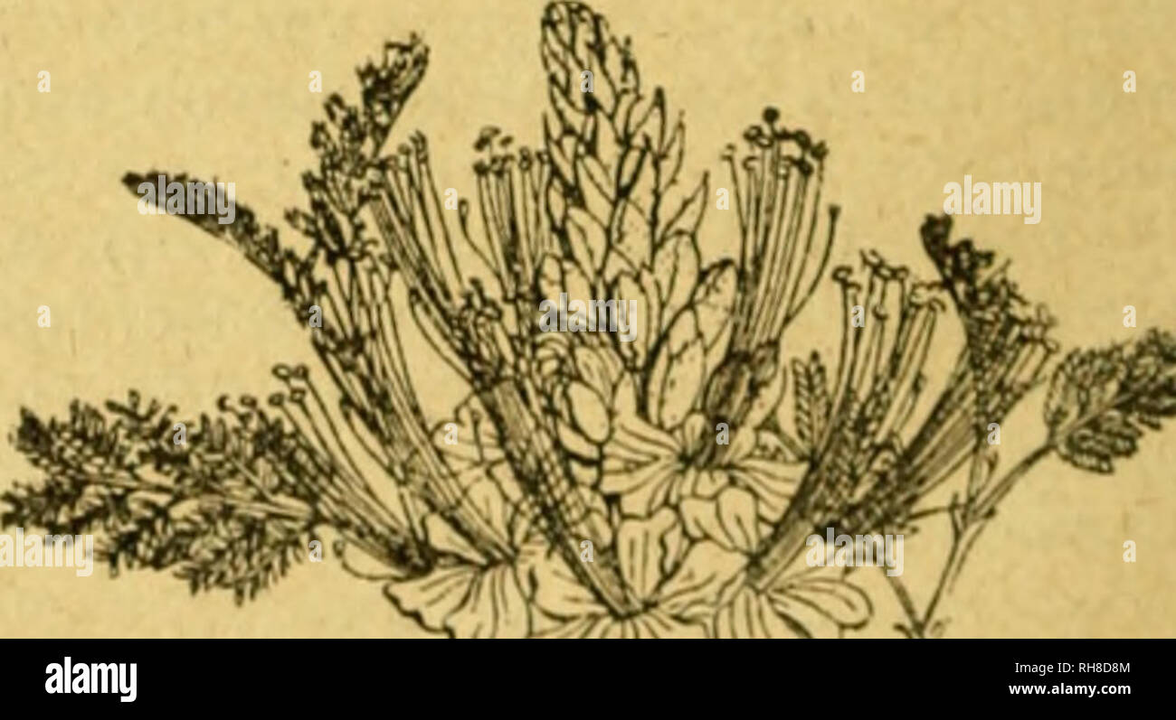 . Botánica descriptiva. Compendio de la flora española. Estudio de las plantas que viven espontáneamente en España y de las más frecuentemente cultivadas que tienen aplicaciones en medicina, agricultura, industria y horticultura. Piante. Fig. 55I. - Casst'a obovaía, otra forma; lo estambres largos, oblonga biella transversales istmos; semillas lenticulares. *5-O59- P- Gíliesii gancio. ¥gi- ra 552.)-,5- parete tallo de 12 metropolitane, ramificado; hojas bipinnado-com- puestas con foliólas pequeñas muy numerosas punteadas por el envés; flores amarillas grandes; estambres muy largos rojos. Florece verano. Mal d Foto Stock