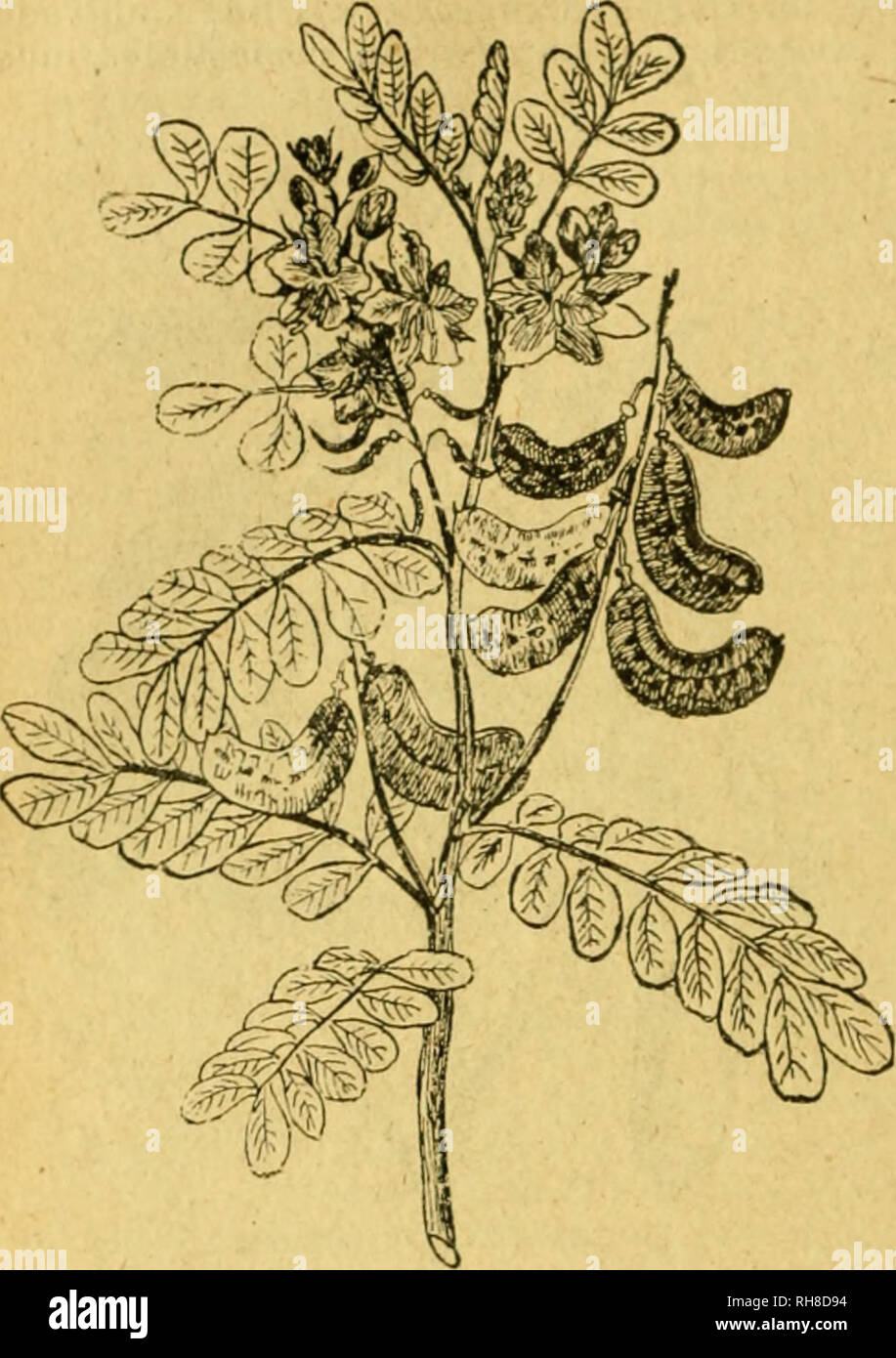 . Botánica descriptiva. Compendio de la flora española. Estudio de las plantas que viven espontáneamente en España y de las más frecuentemente cultivadas que tienen aplicaciones en medicina, agricultura, industria y horticultura. Piante. 4o8 CESALPINIACKAS. Fig. 55I. - Casst'a obovaía, otra forma; lo estambres largos, oblonga biella transversales istmos; semillas lenticulares. *5-O59- P- Gíliesii gancio. ¥gi- ra 552.)-,5- parete tallo de 12 metropolitane, ramificado; hojas bipinnado-com- puestas con foliólas pequeñas muy numerosas punteadas por el envés; flores amarillas grandes; estambres muy largos rojos. F Foto Stock