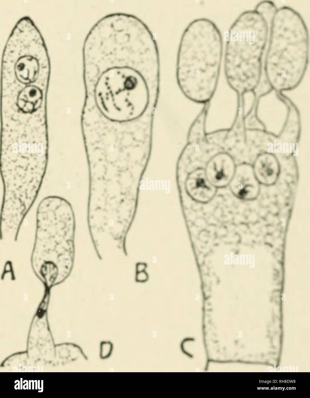 . La botanica della pianta vivente. Botanica. chapti:r xxix. Ue-miceti.-(^) BASIDIOMYCETKS. Il basidiomiceti formano la seconda sotto-classe di tlie septate Ku- miceti. Essi inckide la maggior parte dei funghi di grandi dimensioni, come i funghi, Toad-sgabelli, Shelf-Fungi e Puff-Halls. Questi arc quasi tutti i saprofiti. Ma il Basidio- miceti includono anche le ruggini e granello di fuliggine che sono forme di parassiti che provocano la malattia. Alcuni di questi sono i più dannosi di parassiti di colture di cereali, come la ruggine del grano, o il granello di fuliggine di avena. Alcuni basidiomiceti anche prendere parte alla formazione di alcuni tipi di licheni. Essi sono quindi Foto Stock