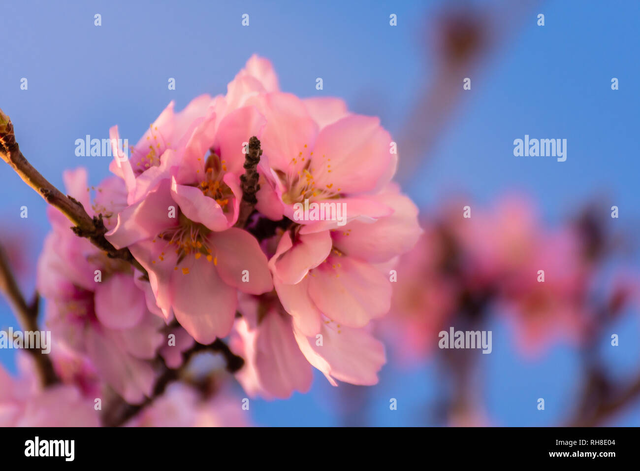 Close up della fioritura dei mandorli. Bellissimo fiore di mandorla, a primavera sfondo in Valencia, Spagna. Colorati e sfondo naturale. Foto Stock