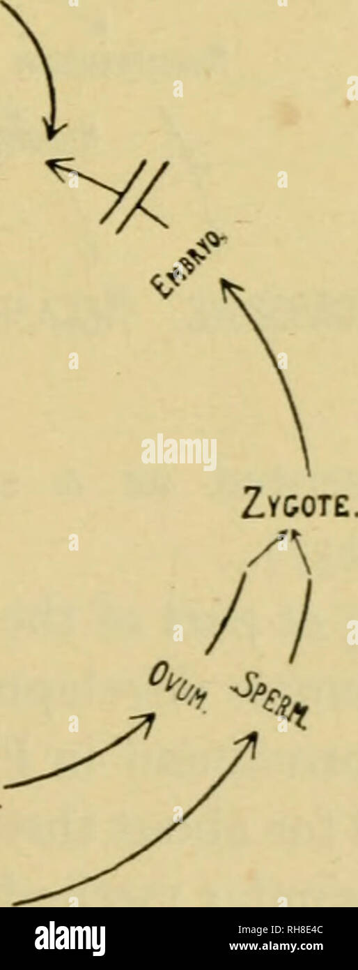 . La botanica della pianta vivente. La botanica; piante. CoNTOrrsOr Embryo-Sac (aploide) contenuto di polline di granella del tubo di Fig. 257.. Confronto con tipi di vegetazione inferiore nella scala (Fig. 257). Sarà trovato in essi tutti che i principali eventi si succedono in una sequenza che è uniforme, tuttavia differenti i dettagli possono apparire. Due i punti critici del ciclo sono contraddistinti dal fatto che la vita individuale vi è presentato in ogni caso da una singola cella. Essi sono le spore e lo zigote : l'ex segue sulla riduzione, e. Si prega di notare che queste immagini vengono estratte dalla pagina sottoposta a scansione che ho Foto Stock