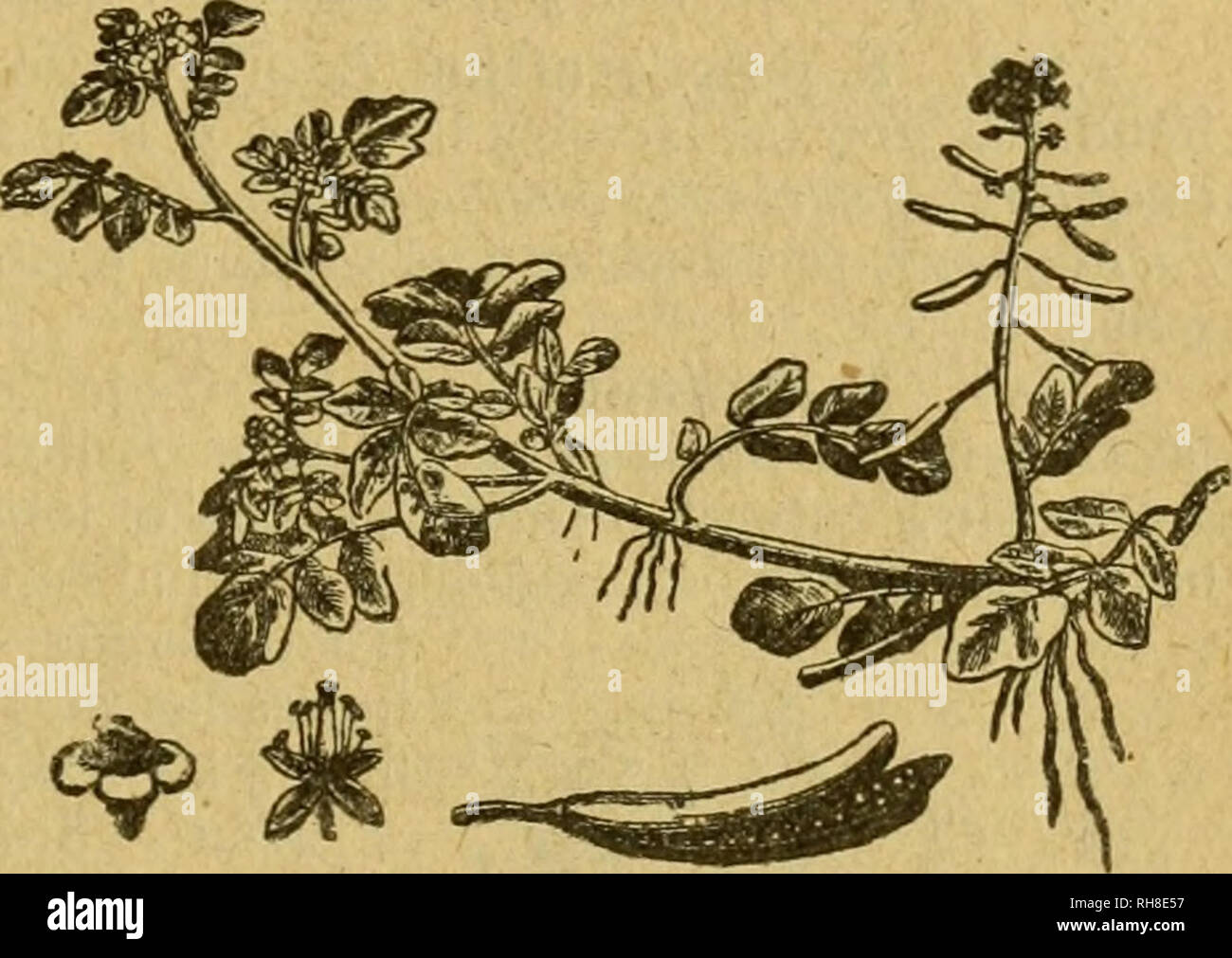 . Botánica descriptiva. Compendio de la flora española. Estudio de las plantas que viven espontáneamente en España y de las más frecuentemente cultivadas que tienen aplicaciones en medicina, agricultura, industria y horticultura. Piante. BRAVA 367 2-3 pares de lóbulos obtusos; pétalos trasovado-truncados, grandes; silicuas rollizas, nudosas, con estilo largo y persistente. Fl. mayo-julio, S. y O. 4.821. M. Africana R. Br.-(J). De 1-4', con ramas difusas y las hojas lanceoladas, biella estrellados pelos; racimos paucifloros, con las flores/¿^"é- ñas sentadas, violadas, con el cáliz persistente; si Foto Stock