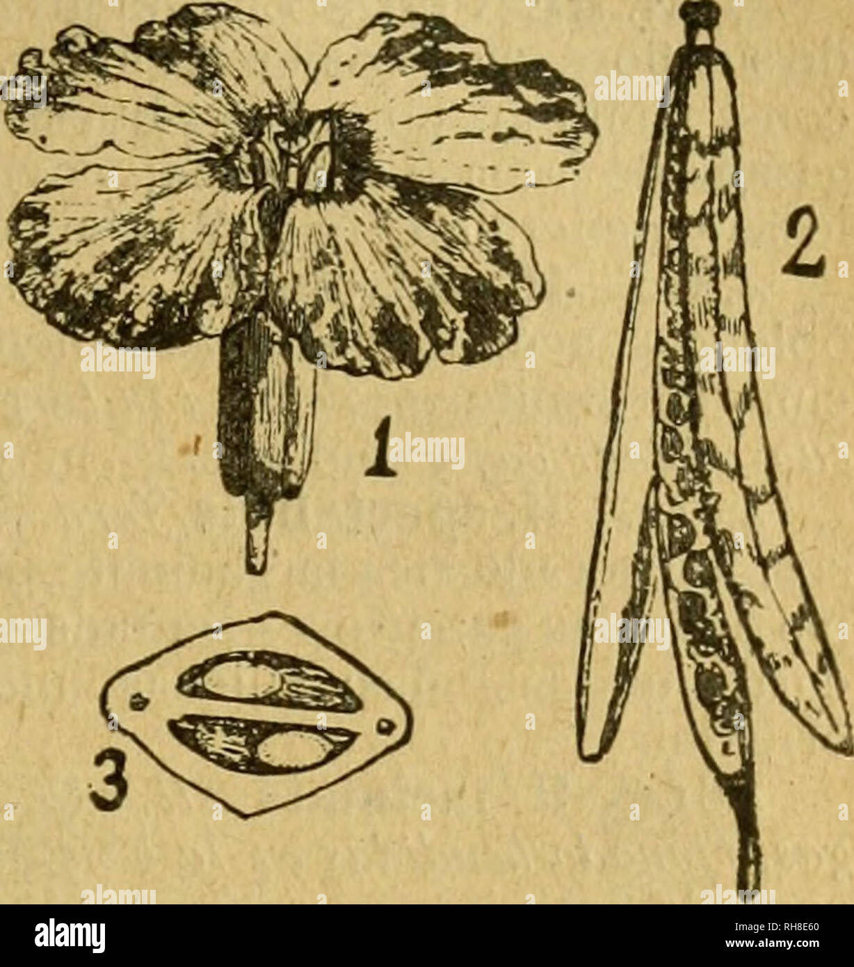 . Botánica descriptiva. Compendio de la flora española. Estudio de las plantas que viven espontáneamente en España y de las más frecuentemente cultivadas que tienen aplicaciones en medicina, agricultura, industria y horticultura. Piante. MATTHIOLA 365. Fig. 509.-Ckeiranthus C/ieiri: io, flor; 2, si- licua; 3, íden) cortada al través. 4.803. Ch. Cheiri L. (Fig. 509.)-^. Parete tallo sufruticoso; hojas lanceola- das, acuminadas, enteras; sépalos erguidos, rojizos; pétalos amarillos o jas- peados de rojo sanguíneo, bastante grandes; silicua comprimida, blanqueci- na. Fl. primavera. Alhelí amarillo. Falta Foto Stock