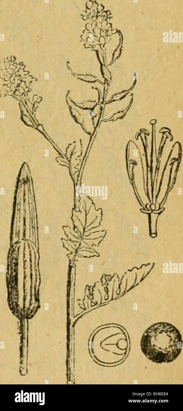 . Botánica descriptiva. Compendio de la flora española. Estudio de las plantas que viven espontáneamente en España y de las más frecuentemente cultivadas que tienen aplicaciones en medicina, agricultura, industria y horticultura. Piante. 357 4-744. H. rupestris Porta.-(^j. TalJo de 6-10', con cerditas; hojas pecio- ladas más o menos tomentosas, las grandes basilares, liradas, con el segmen- al terminale sindaco; las caulinares pinnatífidas o profundamente dentadas, y las superiores lineales; pedicelos más cortos que las flores,- pétalos amarillos, con venas violáceas. Fl. Julio. Sierra de Alcaraz Foto Stock