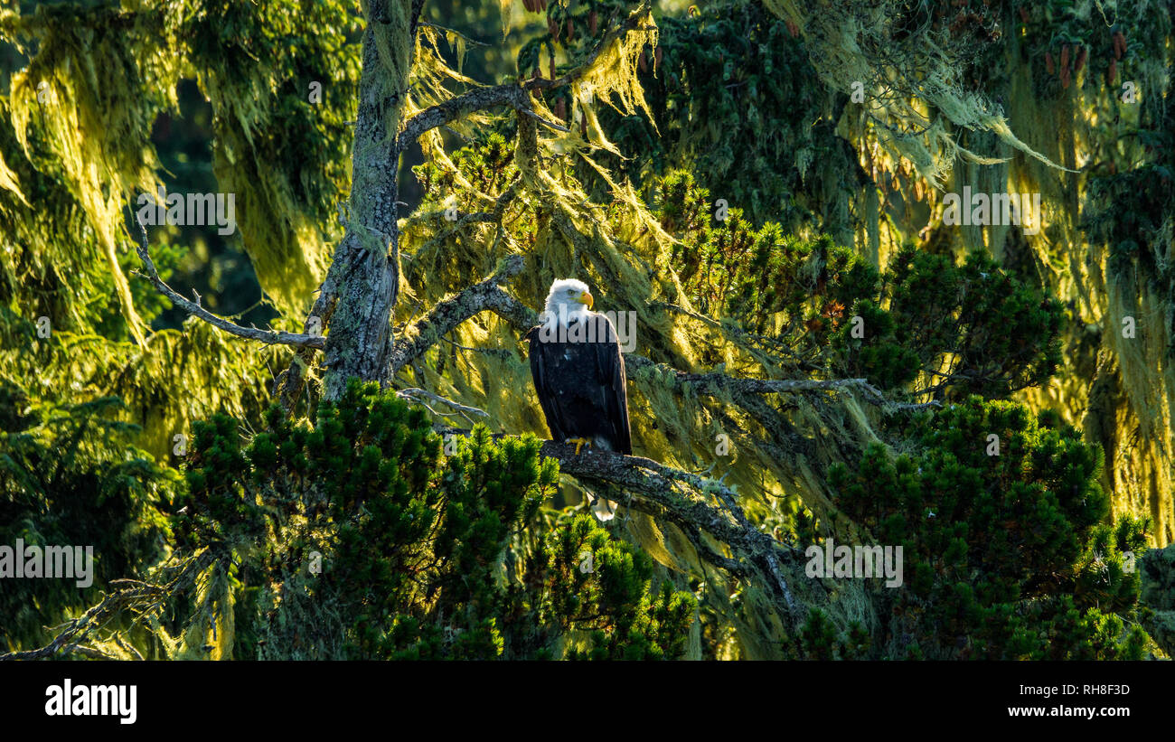 Aquila calva guardare oltre questo territorio vicino a Telegraph Cove, British Columbia Foto Stock