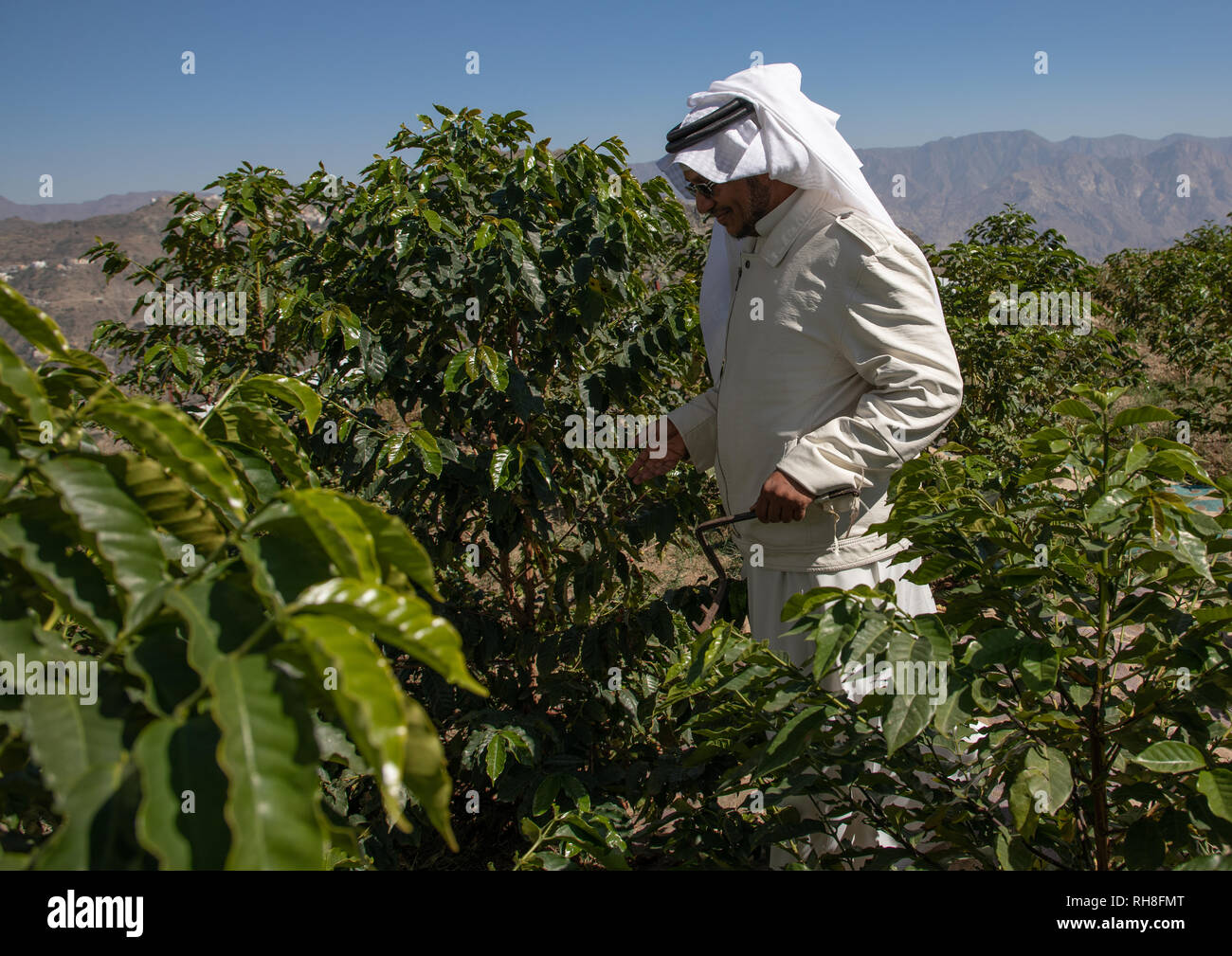 Arabia agricoltore in una piantagione di caffè, Jizan Provincia, Addayer, Arabia Saudita Foto Stock